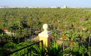 世界遺産　エルチェの椰子園